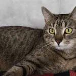 Znaleziono kota, Sosnowiec, 31 stycznia 2026