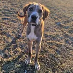 Znaleziono psa, Wrocław, 3 stycznia 2026