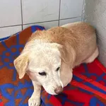 Znaleziono psa, Lublin, 31 stycznia 2026