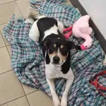 Pies do adopcji, Platerówka, 2 lutego 2026