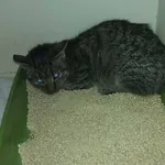 Znaleziono kota, Grudziądz, 1 lutego 2026