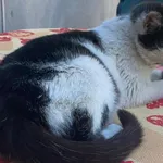 Zaginął kot, Kluczbork, 3 lutego 2026