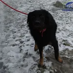 Znaleziono psa, Szczecin, 3 lutego 2026