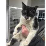 Znaleziono kota, Białystok, 2 lutego 2026