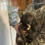 Pies do adopcji, Zgierz, 2 lutego 2026