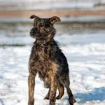 Pies do adopcji, Racławice, 29 stycznia 2026