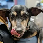 Coco