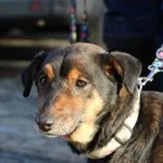 Znaleziono psa, Oborniki, 20 stycznia 2026