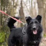 Znaleziono psa, Oborniki, 20 stycznia 2026