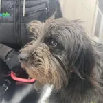 Pies do adopcji, Racławice, 29 stycznia 2026