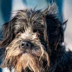 Pies do adopcji, Racławice, 29 stycznia 2026