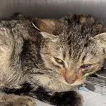 Znaleziono kota, Lublin, 31 stycznia 2026