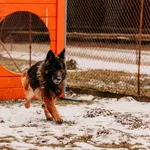 Pies do adopcji, Czartki, 3 lutego 2026