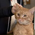 Znaleziono kota, Lublin, 1 lutego 2026