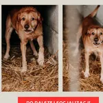 Pies do adopcji, Czartki, 3 lutego 2026