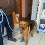 Krejzolka owczarek mix