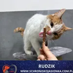Rudzik