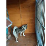 Znaleziono psa, Białystok, 2 lutego 2026