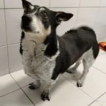 Znaleziono psa, Oborniki, 20 stycznia 2026