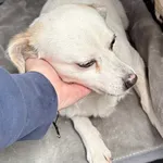 Znaleziono psa, Lublin, 3 lutego 2026