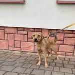 Pies do adopcji, Ropczyce, 3 lutego 2026