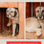 Pies do adopcji, Czartki, 4 lutego 2026