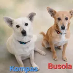 Pies do adopcji, Pionki, 3 lutego 2026