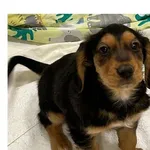 Znaleziono psa, Wrocław, 4 stycznia 2025