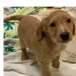 Znaleziono psa, Wrocław, 4 stycznia 2025