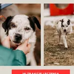 Pies do adopcji, Czartki, 3 lutego 2026