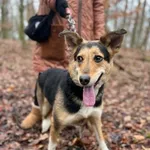 Pies do adopcji, Oborniki, 13 stycznia 2026