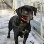 Pies do adopcji, Oborniki, 16 stycznia 2026