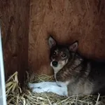 Pies do adopcji, Oborniki, 13 stycznia 2026