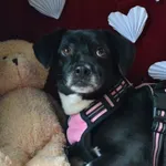 Pies do adopcji, Chełmek, 18 grudnia 2025