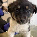 Znaleziono psa, Lublin, 3 lutego 2026