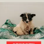 Pies do adopcji, Czartki, 3 lutego 2026