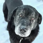 Pies do adopcji, Korabiewice, 3 lutego 2026