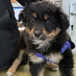 Znaleziono psa, Lublin, 3 lutego 2026