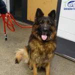 Znaleziono psa, Szczecin, 3 lutego 2026