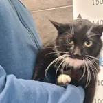 Znaleziono kota, Chełmek, 5 lutego 2026