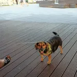 Zaginął pies, Łódź, 4 lutego 2026