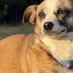 Imię: Vega Chip: 616093903207440 Płeć : samica Wiek: styczeń 2024 Wielkość: mała Kastracja/sterylizacja:  Tak Inne Psy:  Akceptuje towarzystwo suczek i psów Dzieci: W wieku szkolnym Vega to sympatyczn