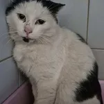 Znaleziono kota, Lublin, 4 lutego 2026