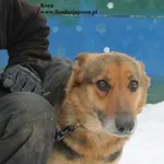 Pies do adopcji, Nowy Dwór Mazowiecki, 5 lutego 2026