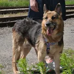 Kora