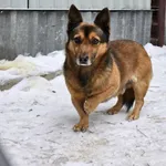 Pies do adopcji, Milanówek, 5 lutego 2026