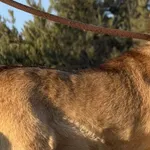 Imię: Timi Chip: 616093903169829 Płeć : samiec Wiek: styczeń 2022 Wielkość: mały Kastracja/sterylizacja:  Tak Inne Psy:  Akceptuje towarzystwo suczek i psów Dzieci: W wieku szkolnym Timi to przesympat