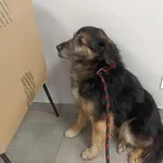 Znaleziono psa, Toruń, 4 lutego 2026