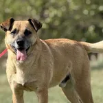 Imię: Miksiu Chip: 616093903060266 Płeć : samiec Wiek: styczeń 2012 Wielkość: średni Kastracja/sterylizacja:  Tak Inne Psy:  Akceptuje towarzystwo suczek i psów Dzieci: W wieku szkolnym Miksiu to bard