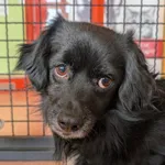 Znaleziono psa, Skałowo, 3 lutego 2026